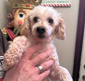 Photo of Curly
