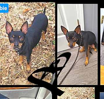 Photo of DOBIE