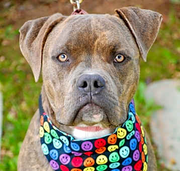 Photo of Rambo
