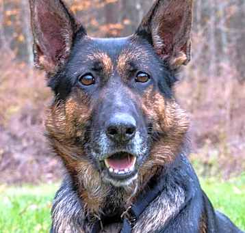 Photo of Bonnie