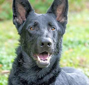 Photo of Loki