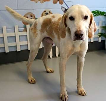 Photo of Buddy URGENTLY NEEDS HELP