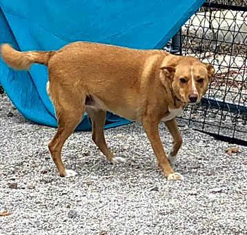 Photo of Jitterbug