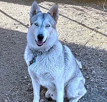 Photo of Cato