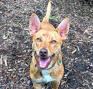 Photo of Atticus