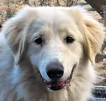 Photo of Annie