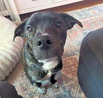 Photo of Bandit
