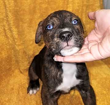 Photo of Pitsky
