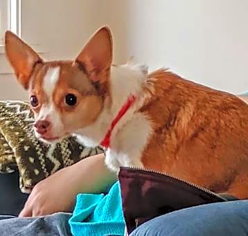 Photo of Ginger