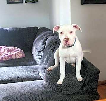 Photo of Albie