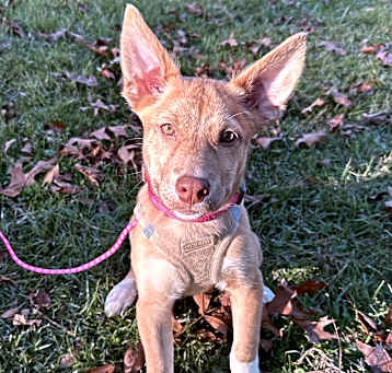 Photo of Jasmine