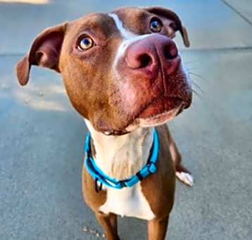 Photo of Sampson