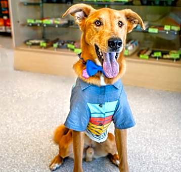 Photo of Cosmo