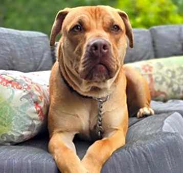 Photo of Scooby