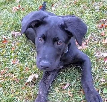 Photo of Doodlebug