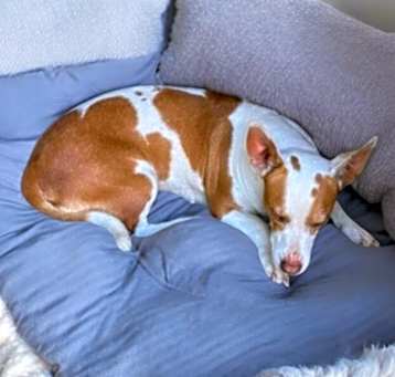 Photo of Ginger