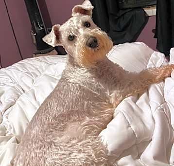 Photo of Seamus