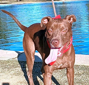 Photo of Brownie - Loves to play fetch