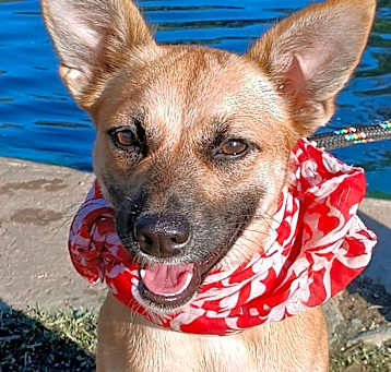 Photo of Emma - super docile and calm g