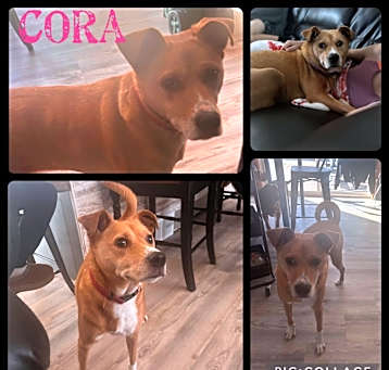Photo of Cora