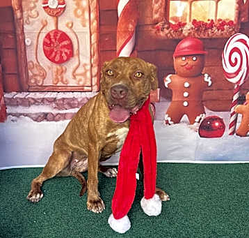 Photo of Skittles