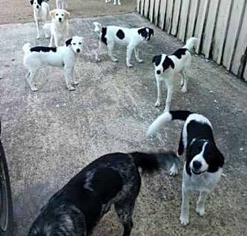 Photo of ZCL-D-mixed pup litter
