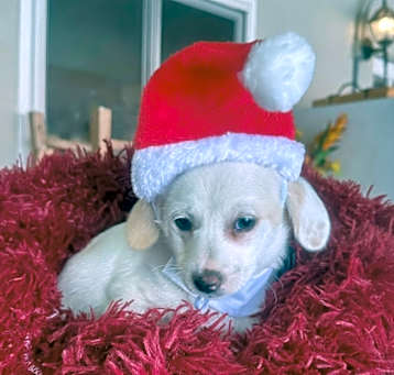Photo of Cesar