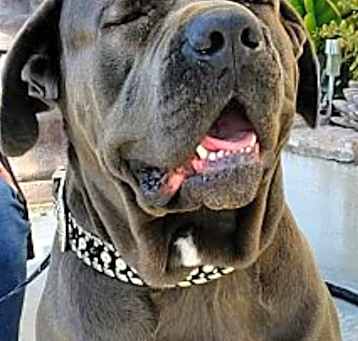 Photo of Harry Boy big Lapdog