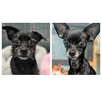 Photo of Barney & Boo