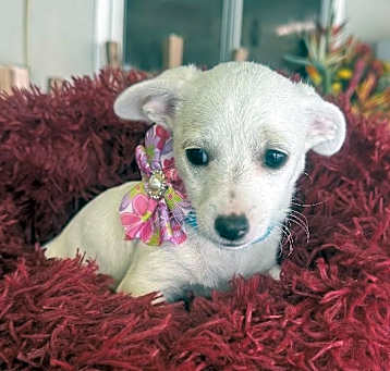 Photo of Cleo