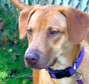 Photo of Wrangler URGENT