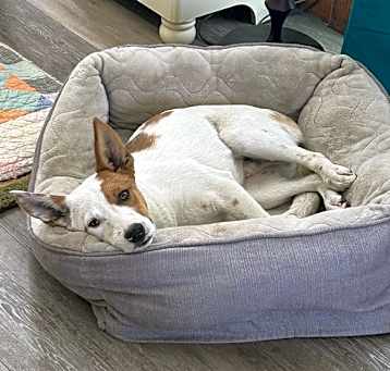 Photo of Roscoe