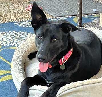 Photo of Willow