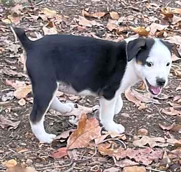 Photo of Petey