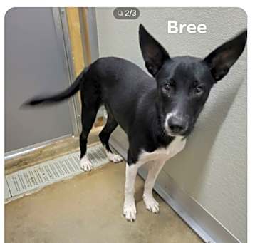 Photo of Bree