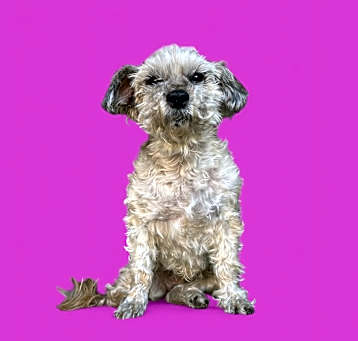 Photo of Chi Chi