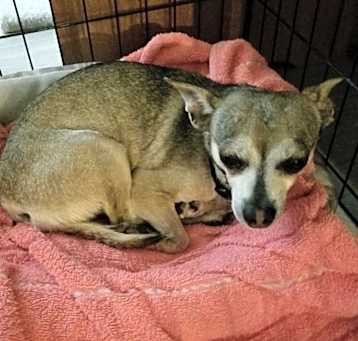 Photo of Piper