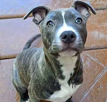Photo of Biscuit