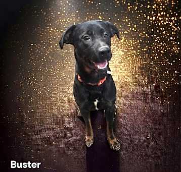 Photo of Buster