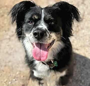 Photo of Arlo