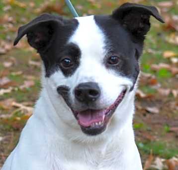 Photo of Balto