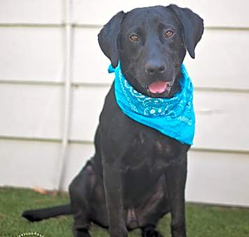 Photo of Beau