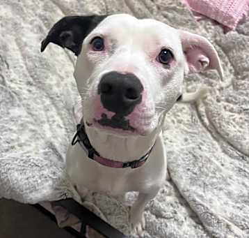 Photo of Darla