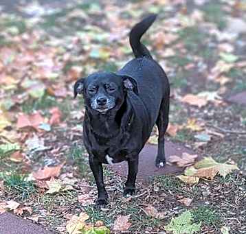 Photo of Otto