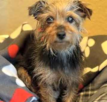 Photo of Daisy
