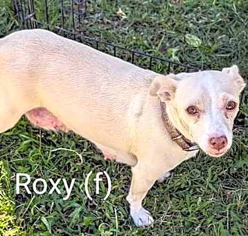 Photo of Roxy