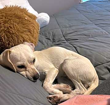 Photo of Maggie