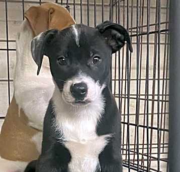 Photo of Maverick