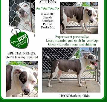 Photo of Athena (Special Needs:Deaf)