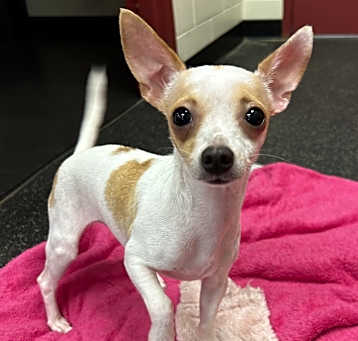 Photo of Pinky